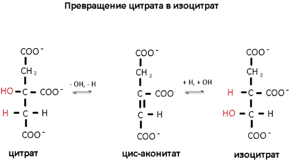 Формула превращение цитрата в изоцитрат